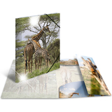 HERMA eckspannermappe "Giraffe", pp Glossy, din A4