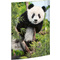 RNK Verlag Zeichnungsmappe "Panda", DIN A3